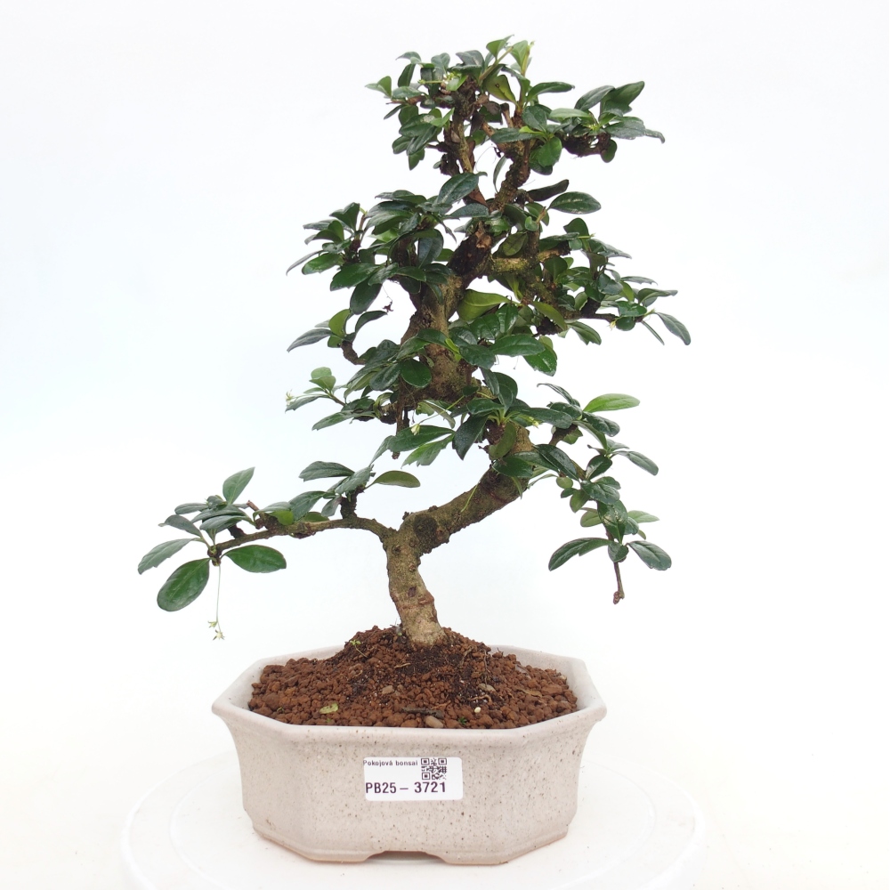 Pokojová bonsai - Carmona macrophylla - Čaj fuki