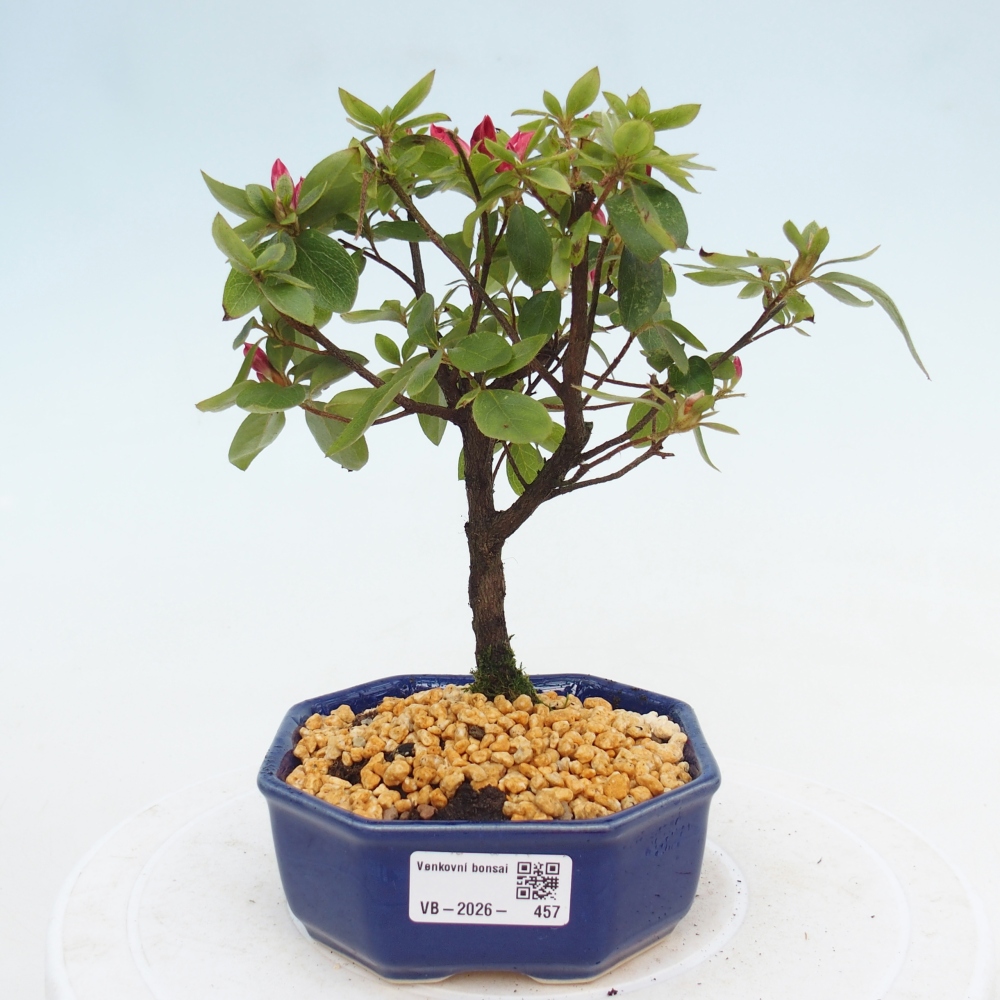 Venkovní bonsai - Japonská azalka - Azalea sp.