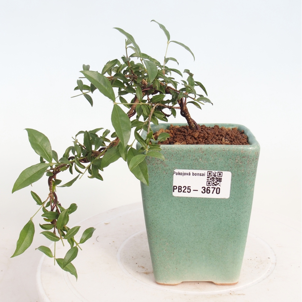 Pokojová bonsai - Malpighia coccigera- Barbdorská třešeň