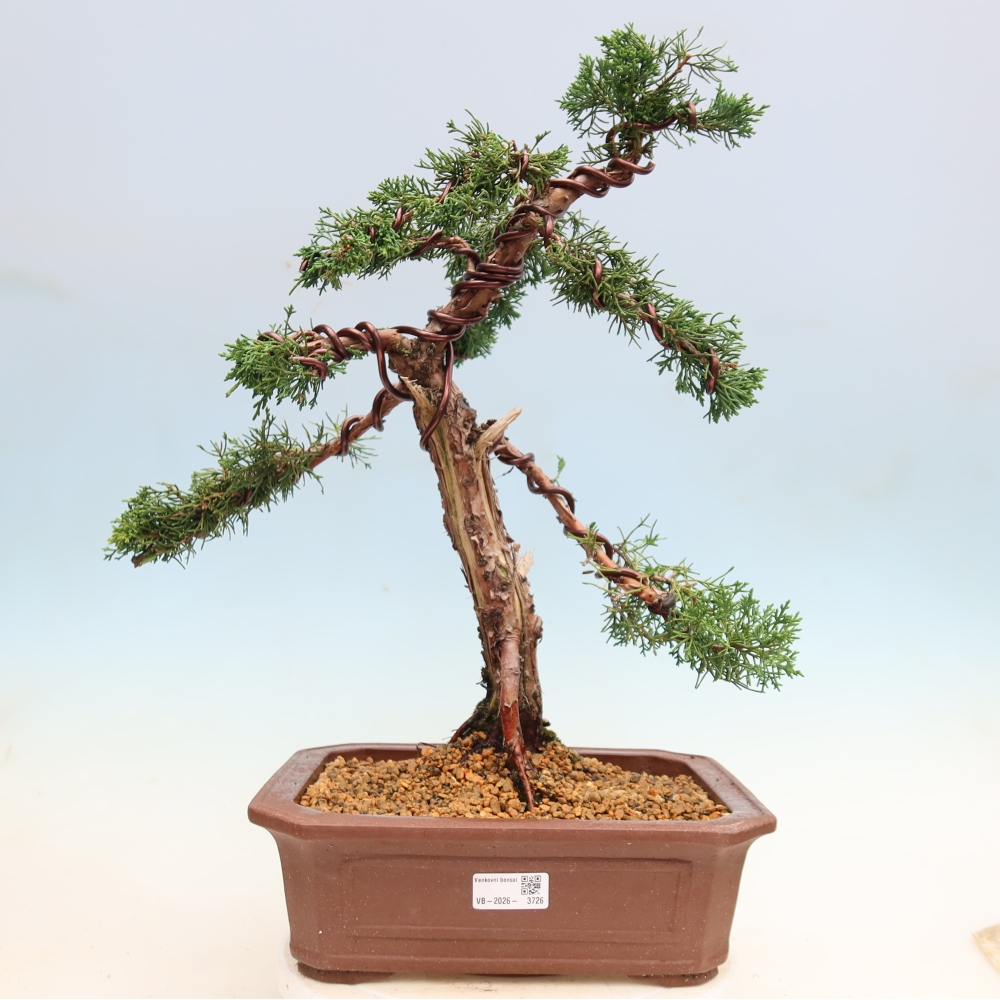 Venkovní bonsai - Juniperus chinensis Kishu -Jalovec čínský