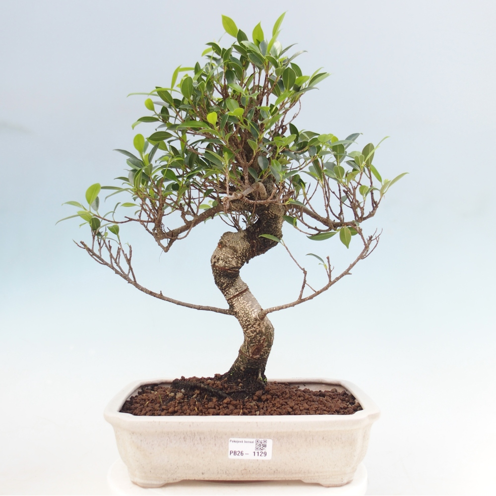 Pokojová bonsai - Ficus kimmen -  malolistý fíkus