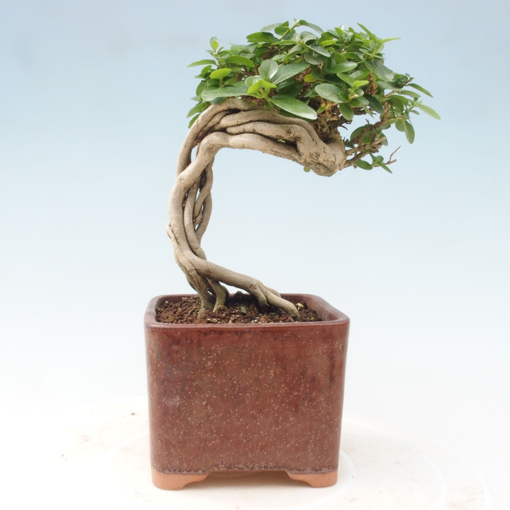 Pokojová bonsai - Premna serratifolia  - Kozlovoň malolistá
