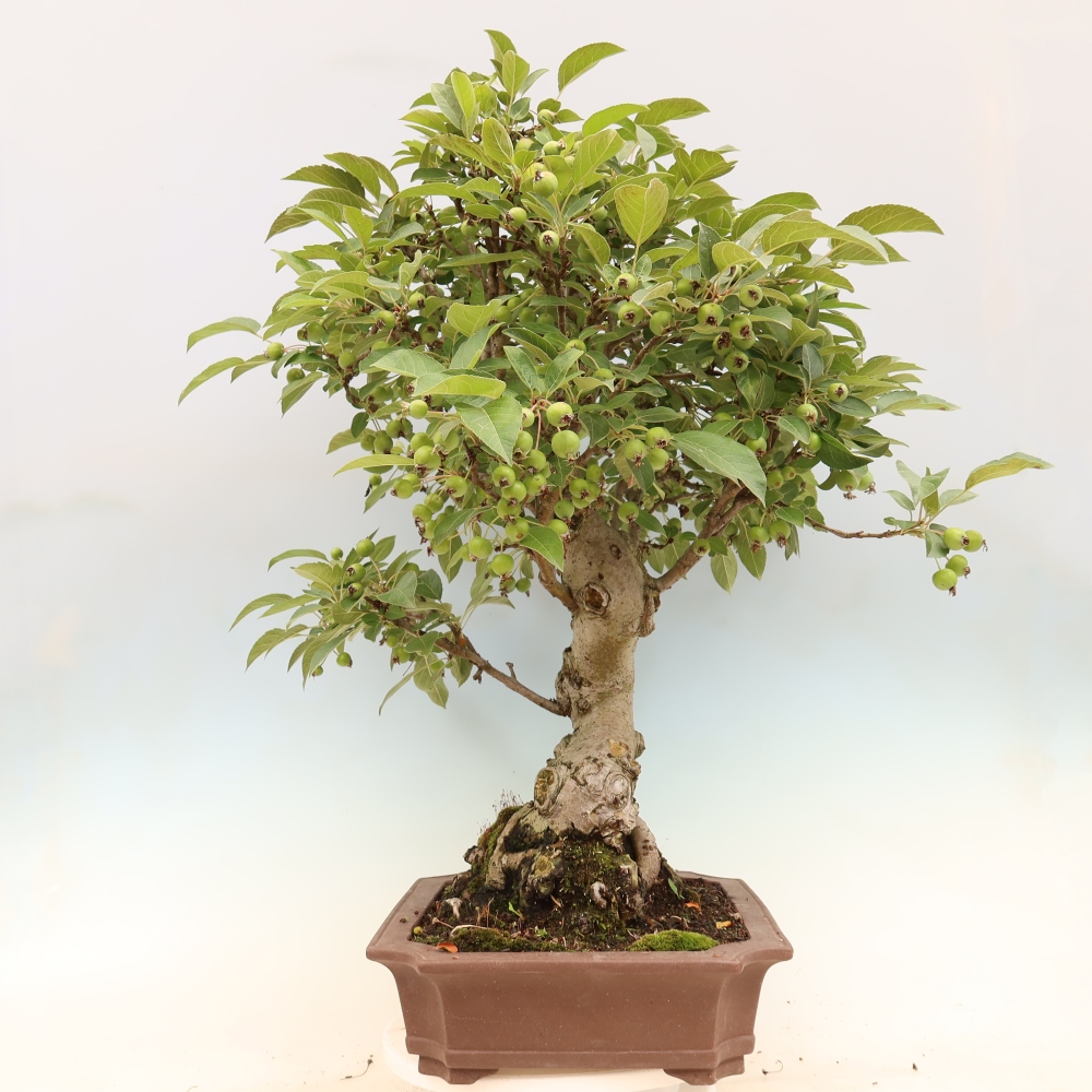 Venkovní bonsai -Malus halliana - Maloplodá jabloň
