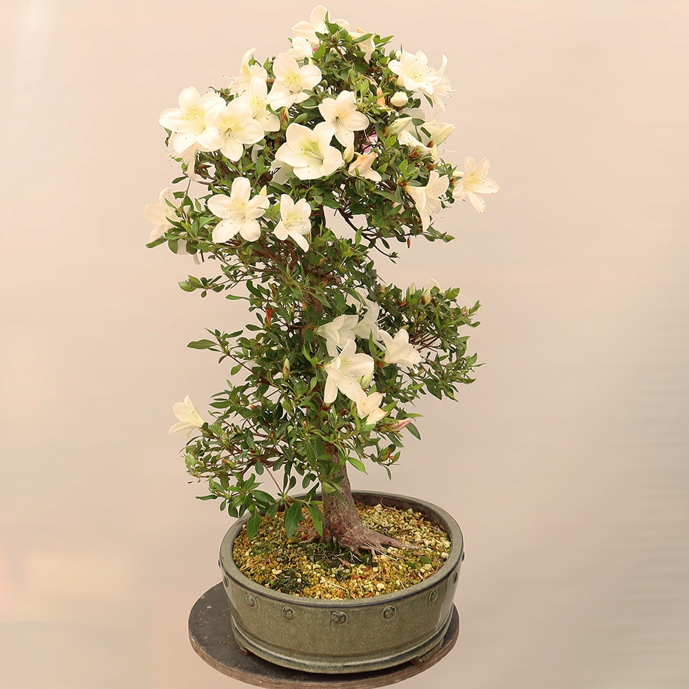 Venkovní bonsai - Japonská azalka - Azalea Ruka