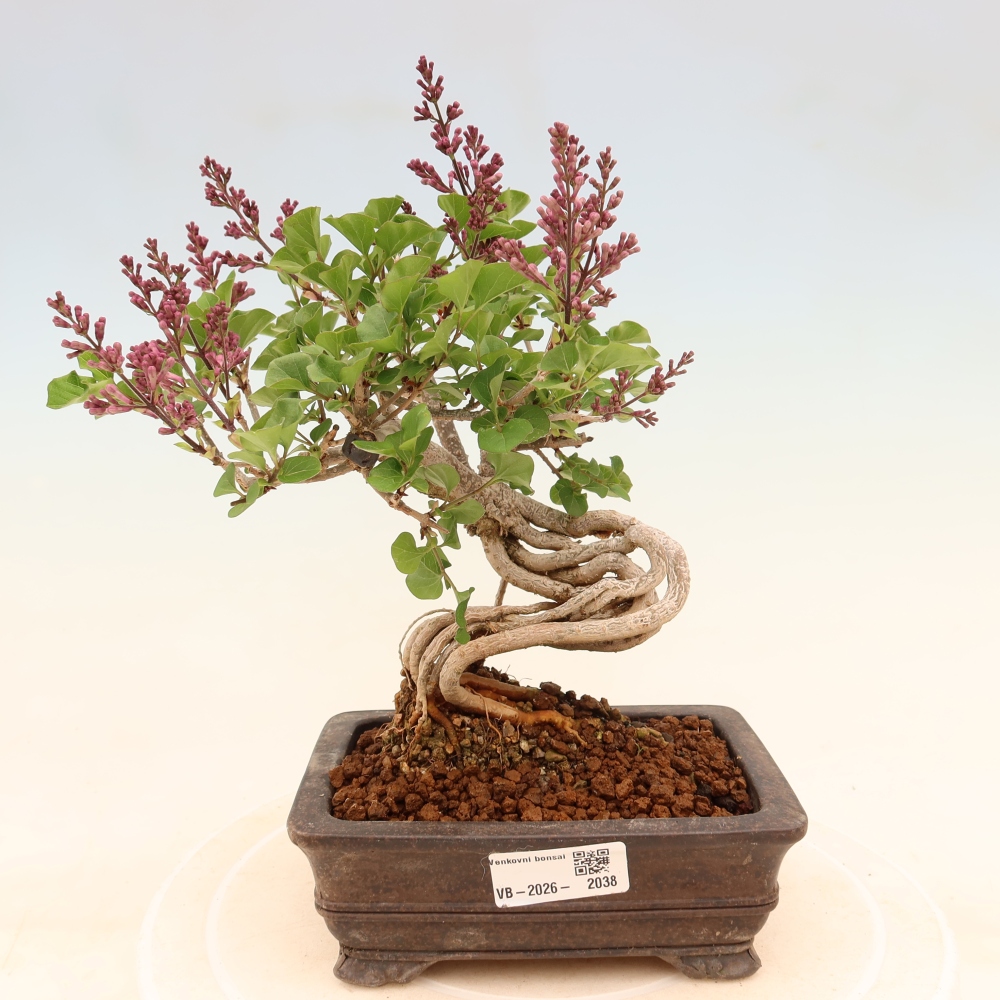 Venkovní  bonsai -  Syringa microphylla - malokvětý šeřík