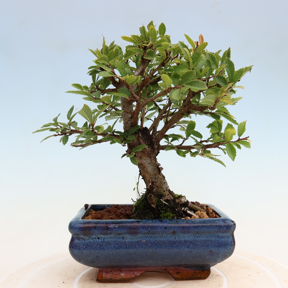 Venkovní bonsai - Zelkova - Zelkova NIRE