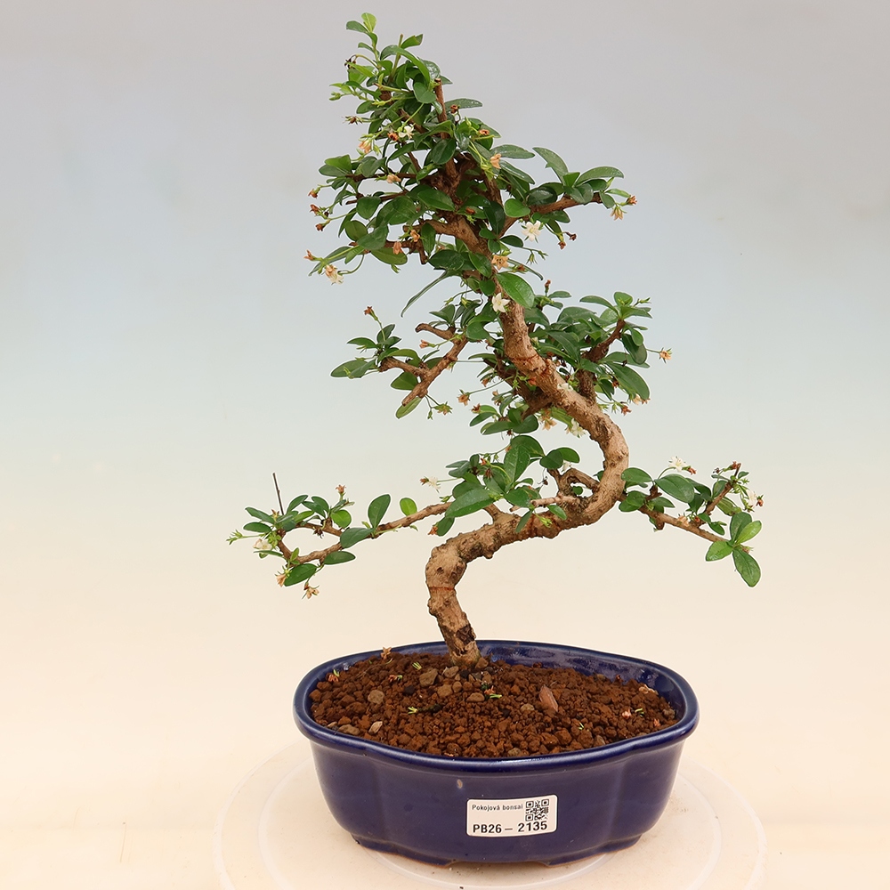 Pokojová bonsai - Carmona macrophylla - Čaj fuki