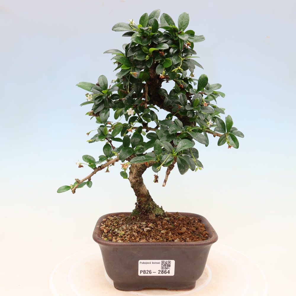 Pokojová bonsai - Carmona macrophylla - Čaj fuki
