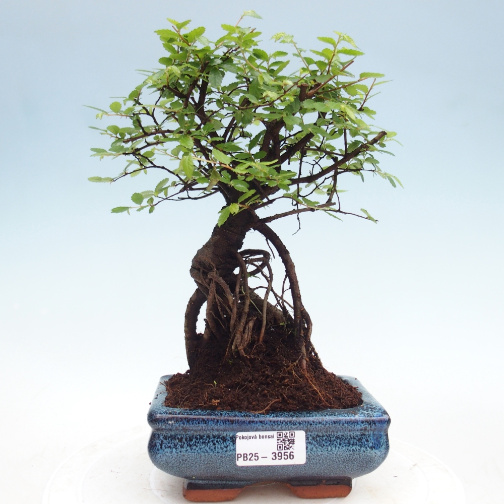 Pokojová bonsai - Ulmus parvifolia - Malolistý jilm