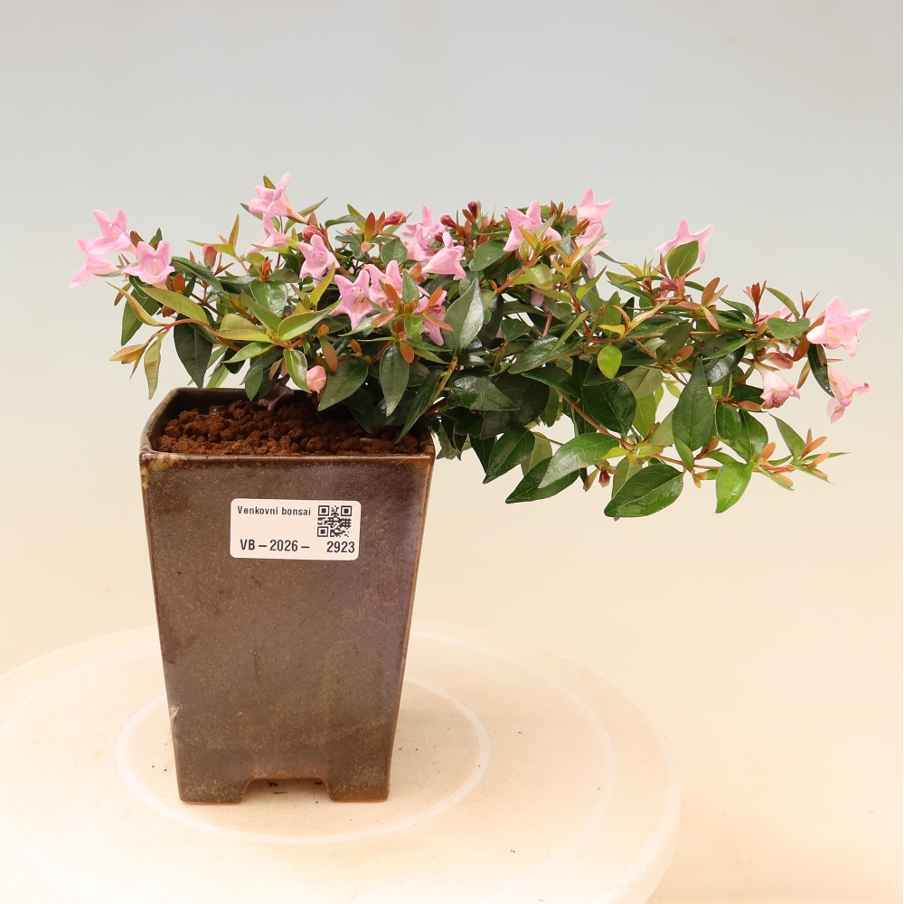 Venkovní bonsai - Abelia Edward Goucher - Abélie velkokvětá