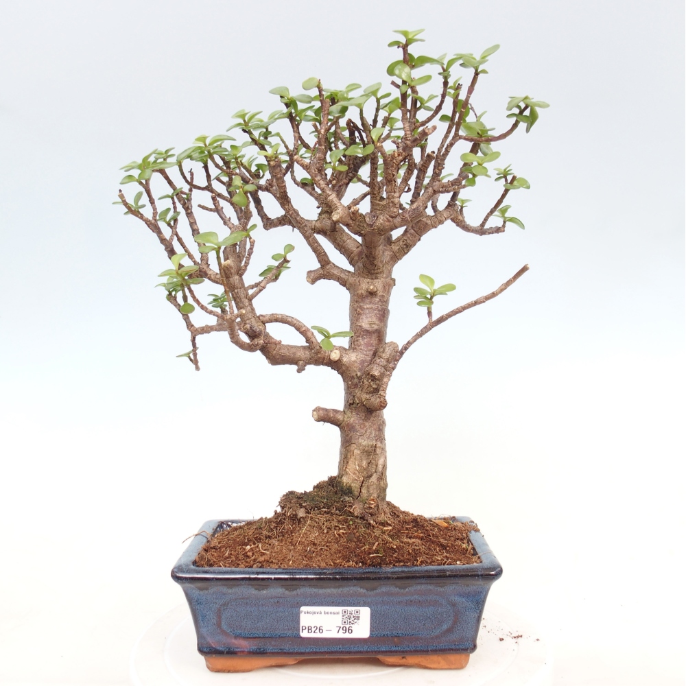 Pokojová bonsai - Portulakaria Afra - Tlustice