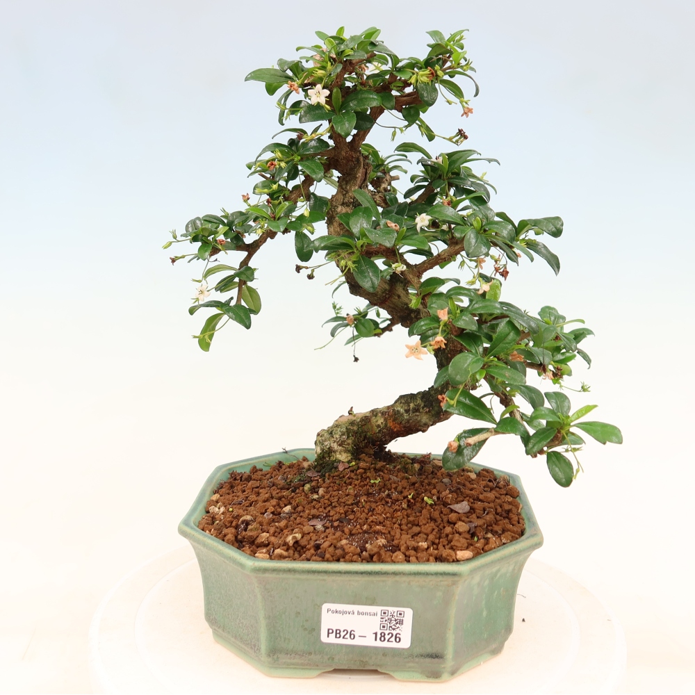 Pokojová bonsai - Carmona macrophylla - Čaj fuki