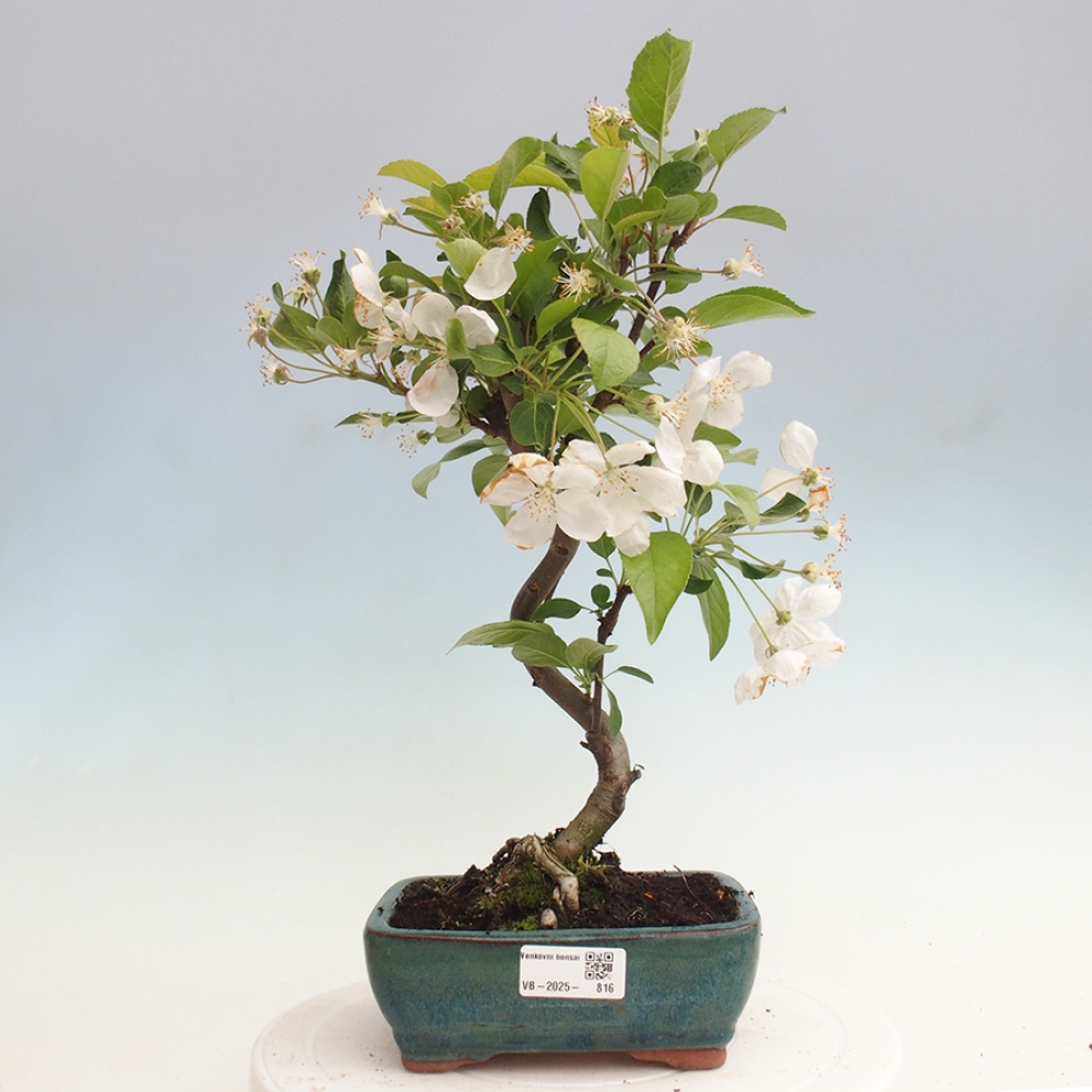 Venkovní bonsai -Malus halliana - Maloplodá jabloň