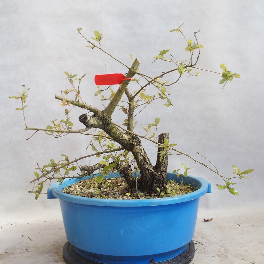 Venkovní bonsai Quercus Cerris - Dub Cer