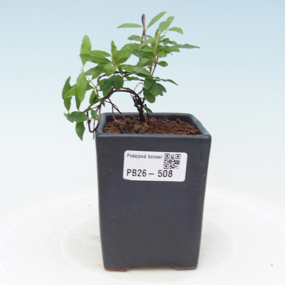 Pokojová bonsai-PUNICA granatum nana-Granátové jablko