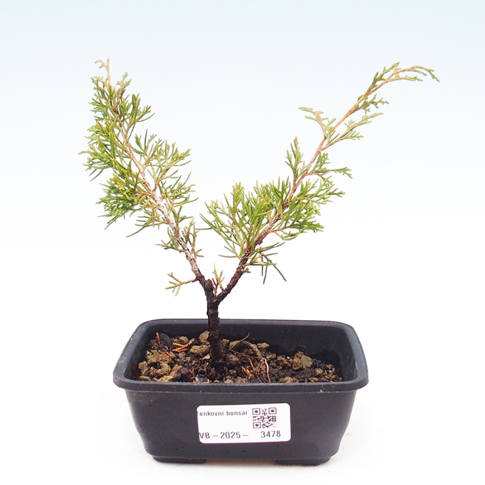 Venkovní bonsai - Juniperus chinensis Itoigawa -Jalovec čínský