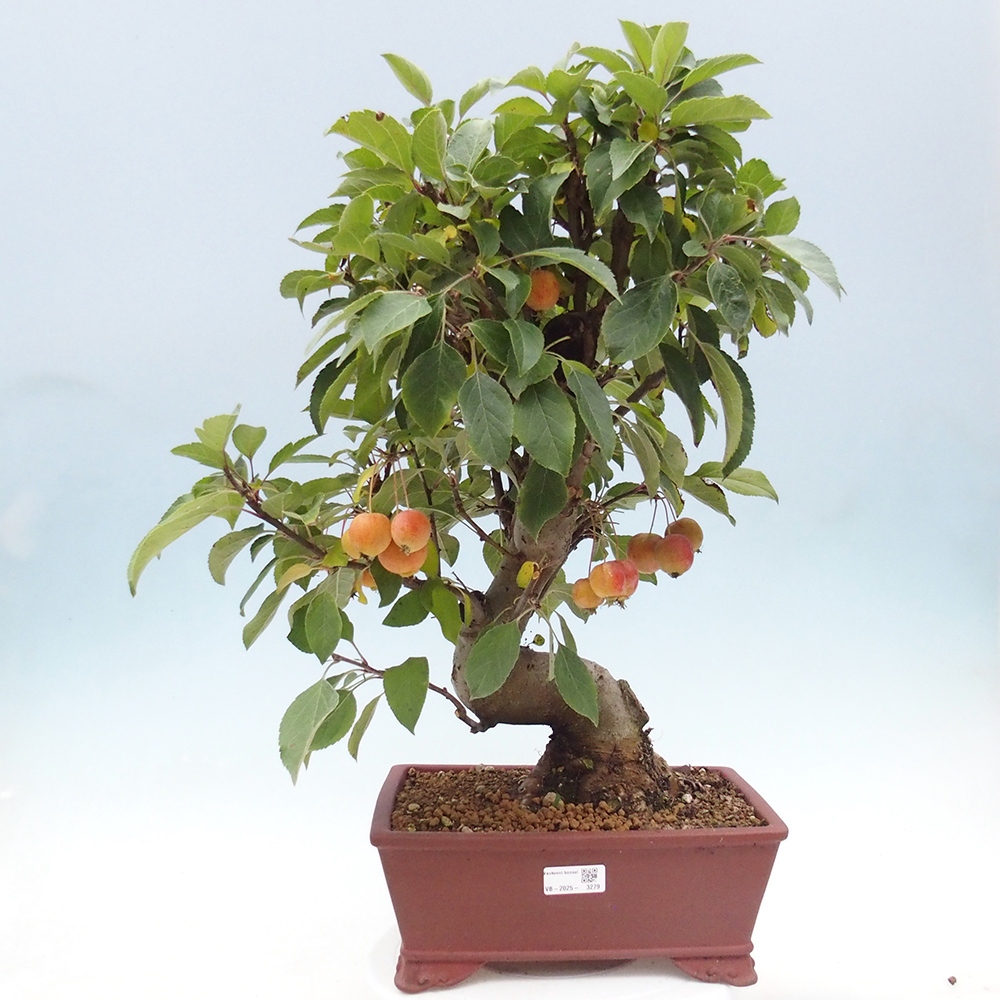Venkovní bonsai -Malus halliana - Maloplodá jabloň