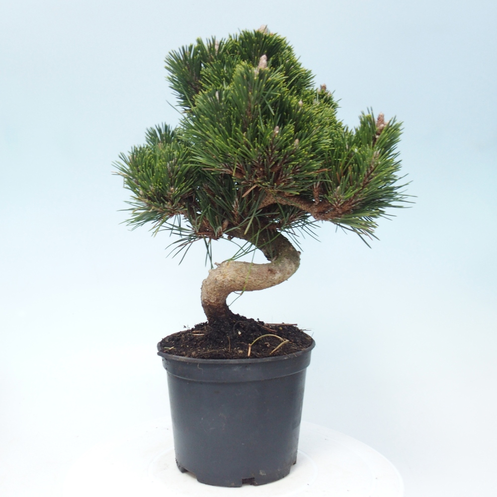 Venkovní bonsai - Pinus thunbergii senjyumaru - Borovice thunbergova