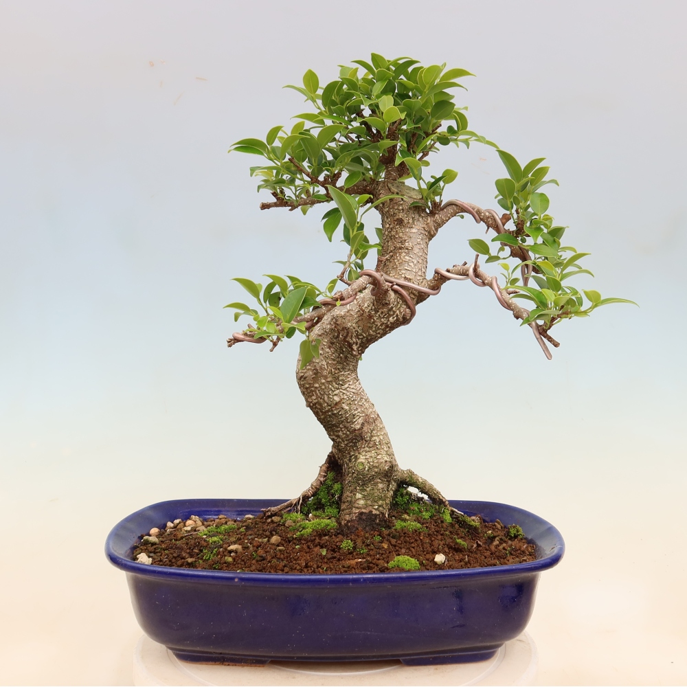 Pokojová bonsai - Ficus kimmen -  malolistý fíkus