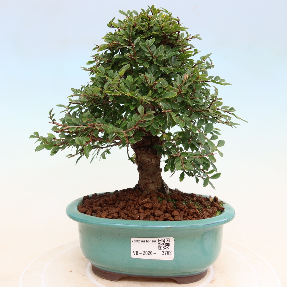 Venkovní bonsai - Zelkova - Zelkova NIRE