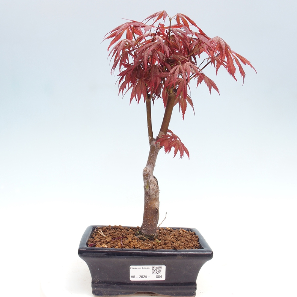 Venkovní bonsai - Acer palm. Atropurpureum-Javor dlanitolistý