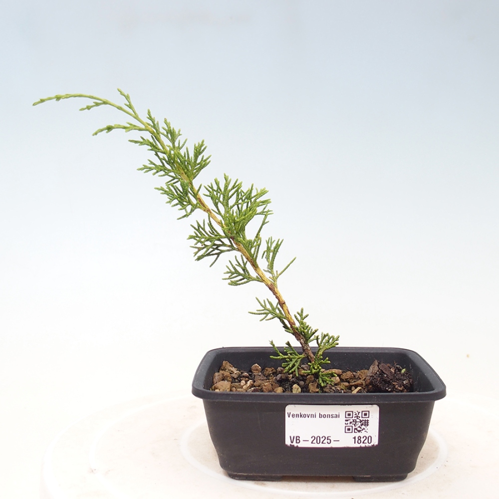 Venkovní bonsai - Juniperus chinensis Itoigawa -Jalovec čínský