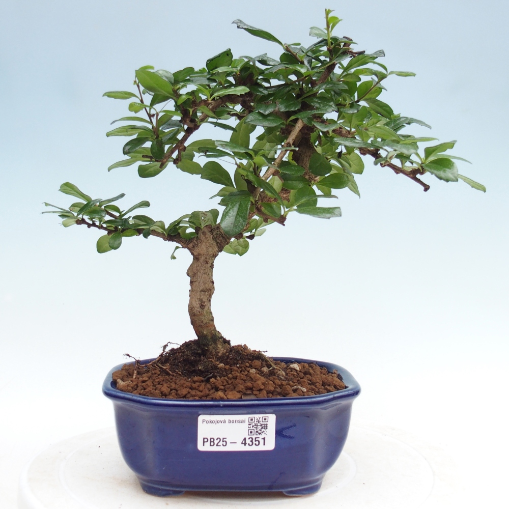 Pokojová bonsai - Carmona macrophylla - Čaj fuki