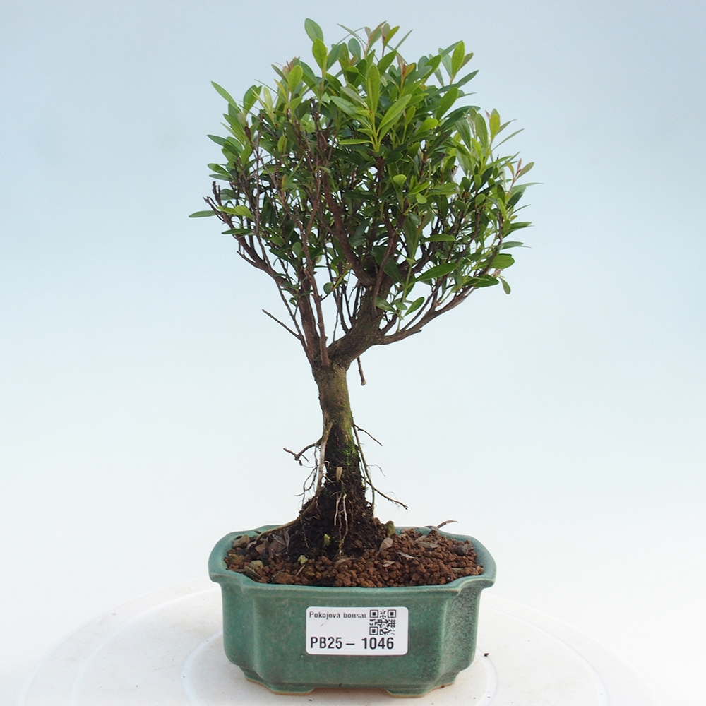 Pokojová bonsai - Syzygium - Pimentovník