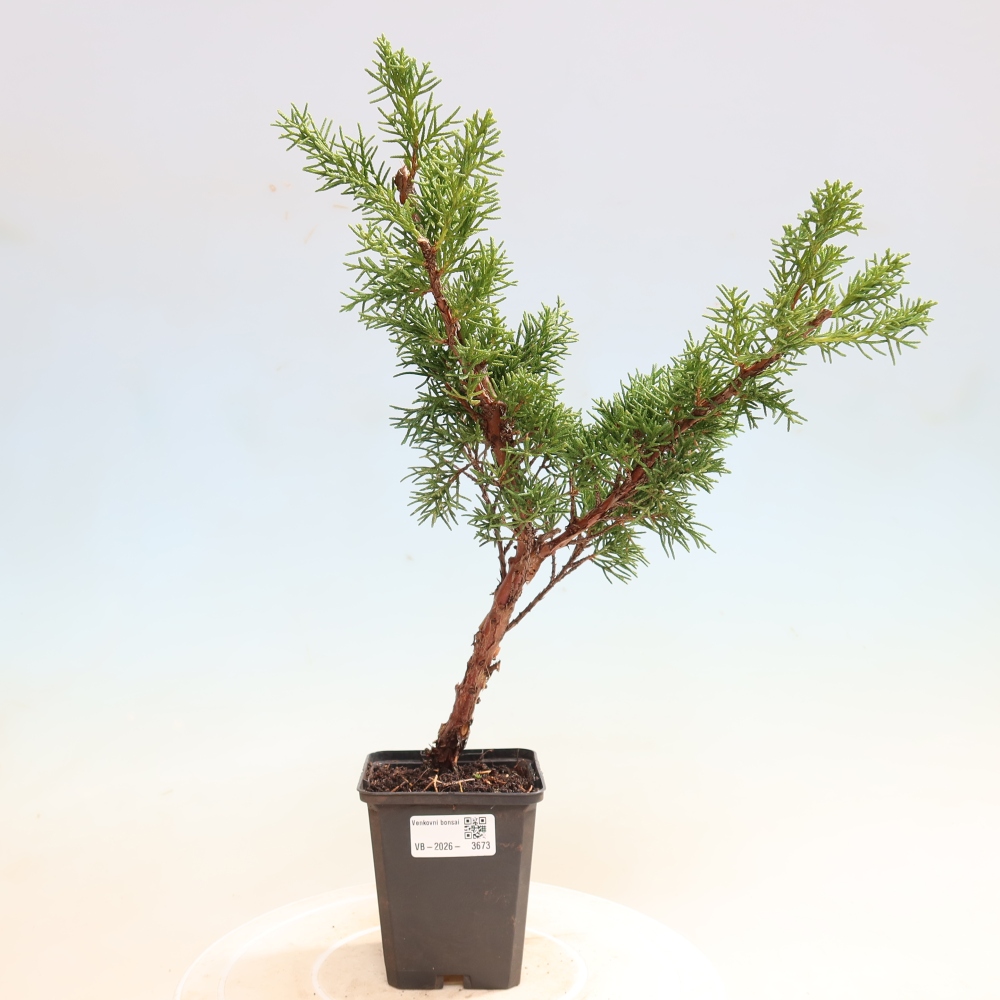 Venkovní bonsai - Juniperus chinensis Kishu -Jalovec čínský