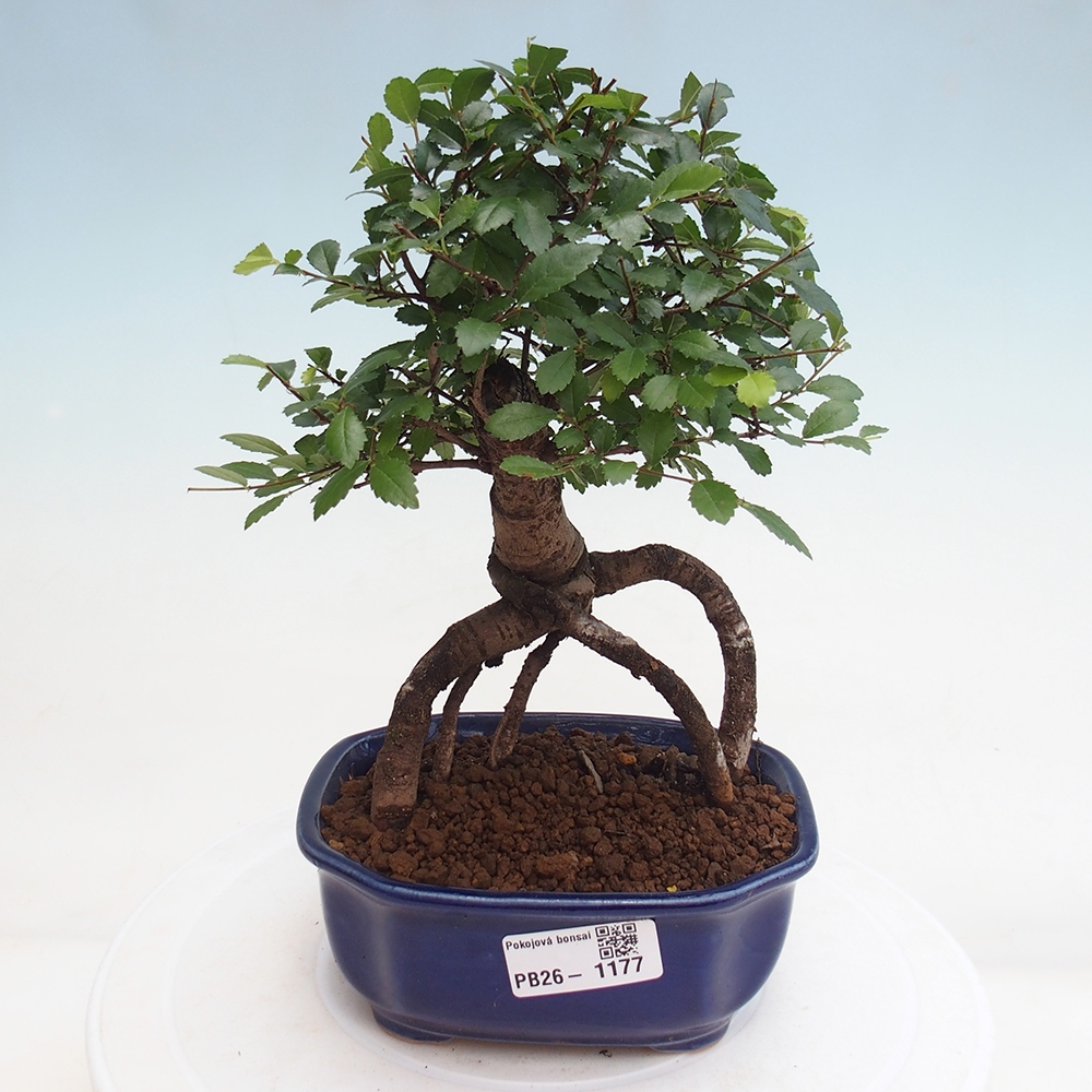 Pokojová bonsai - Ulmus parvifolia - Malolistý jilm