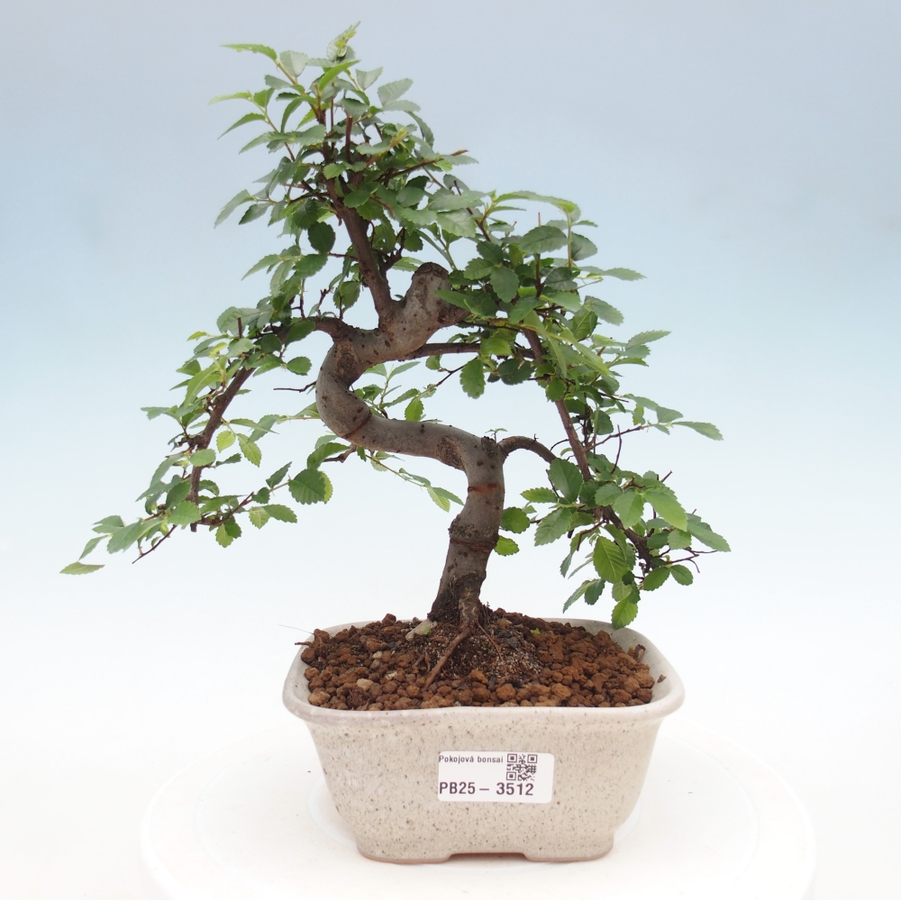 Pokojová bonsai - Ulmus parvifolia - Malolistý jilm