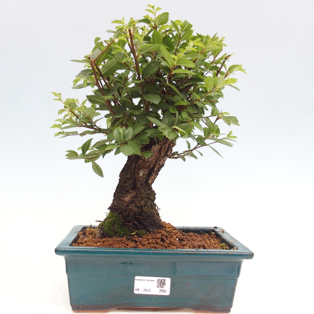 Venkovní bonsai - Zelkova - Zelkova NIRE