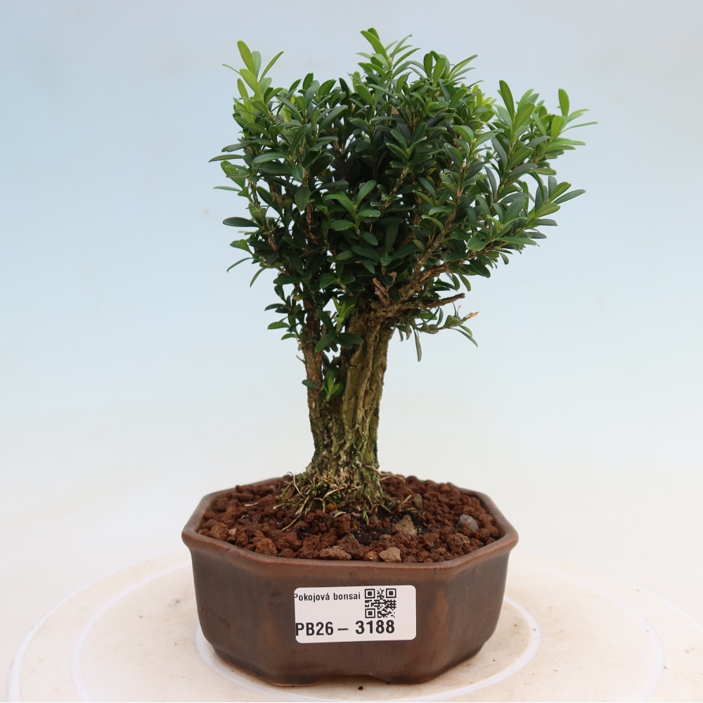 Pokojová bonsai - Buxus harlandii -korkový buxus