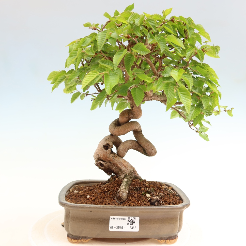 Venkovní bonsai -Carpinus coreana - Habr korejský