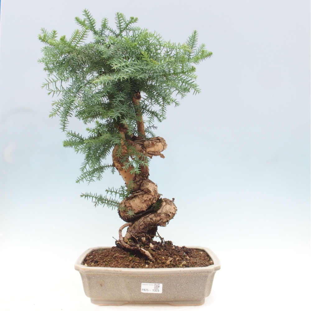 Pokojová bonsai - Araukarie - pokojový smrček