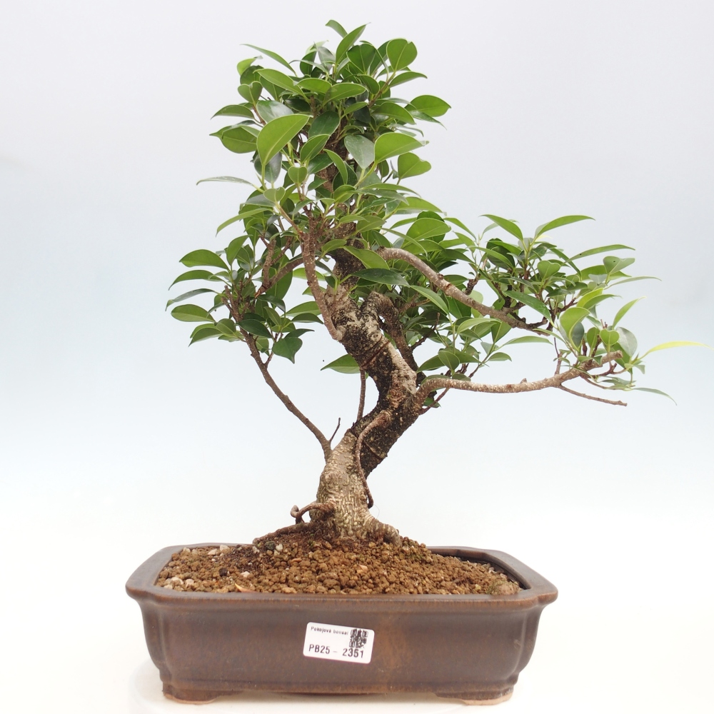 Pokojová bonsai - Ficus kimmen -  malolistý fíkus