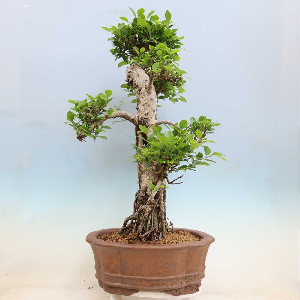 Pokojová bonsai - Ficus kimmen -  malolistý fíkus