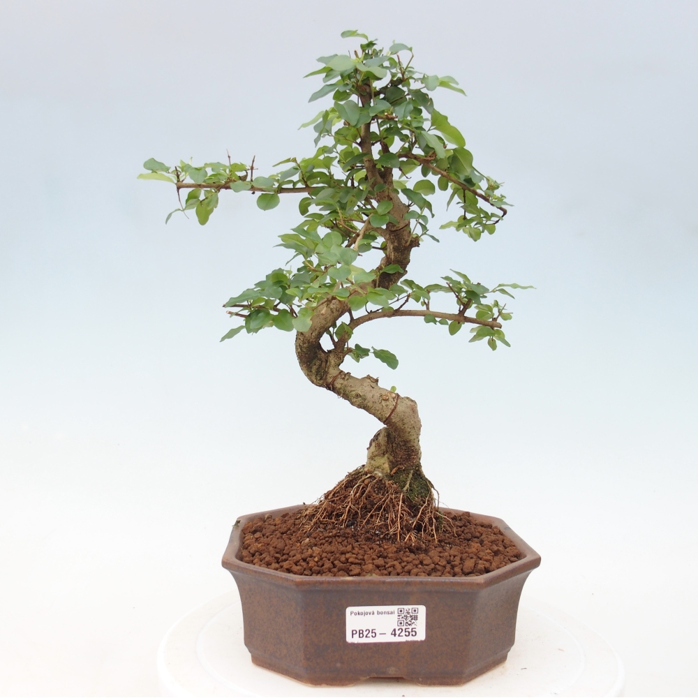 Pokojová bonsai -Ligustrum chinensis - Ptačí zob