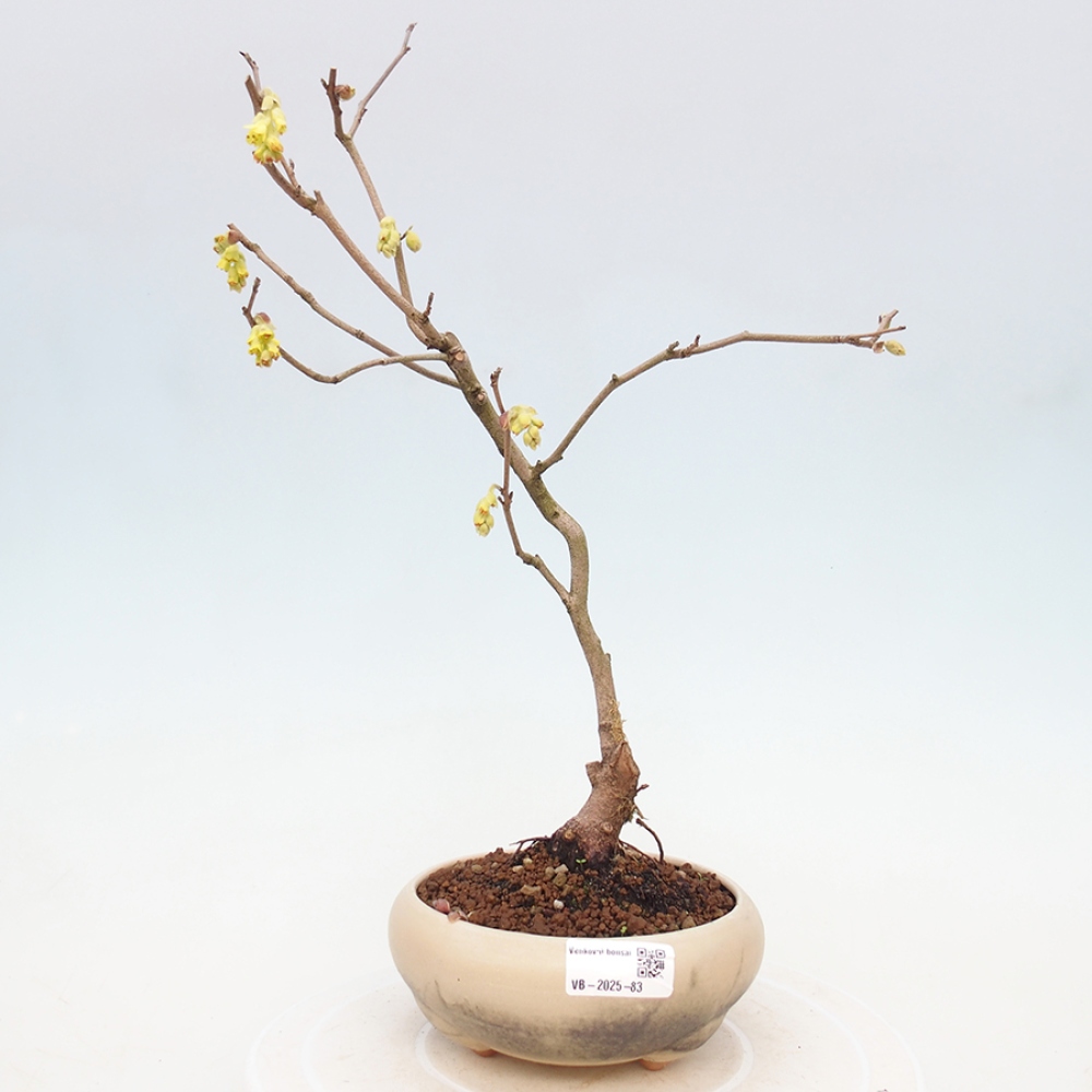 Venkovní bonsai - Lískoveček - Corylopsis Spicata