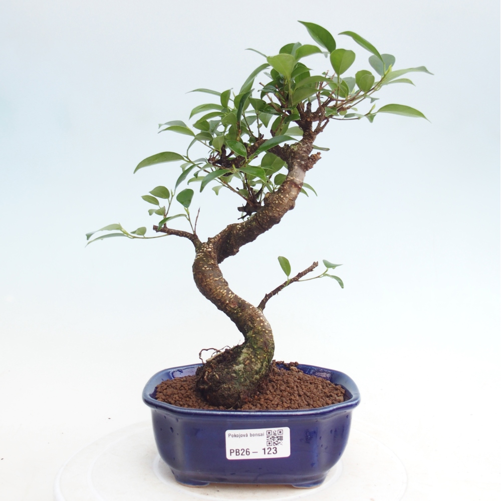 Pokojová bonsai - Ficus retusa -  malolistý fíkus