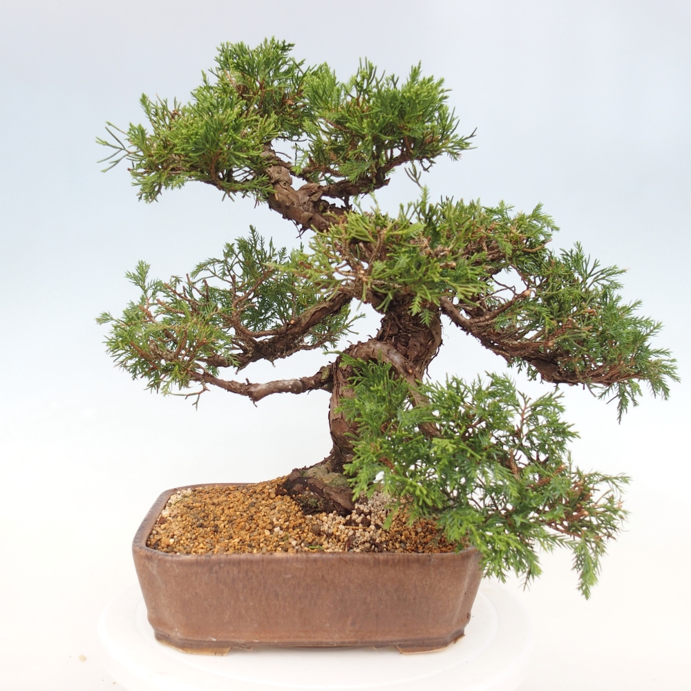 Venkovní bonsai - Juniperus chinensis Itoigawa -Jalovec čínský