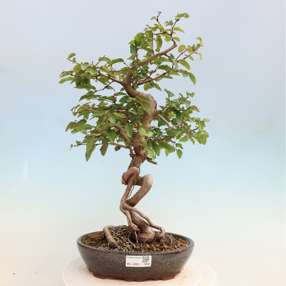 Venkovní bonsai -Carpinus CARPINOIDES - Habr korejský