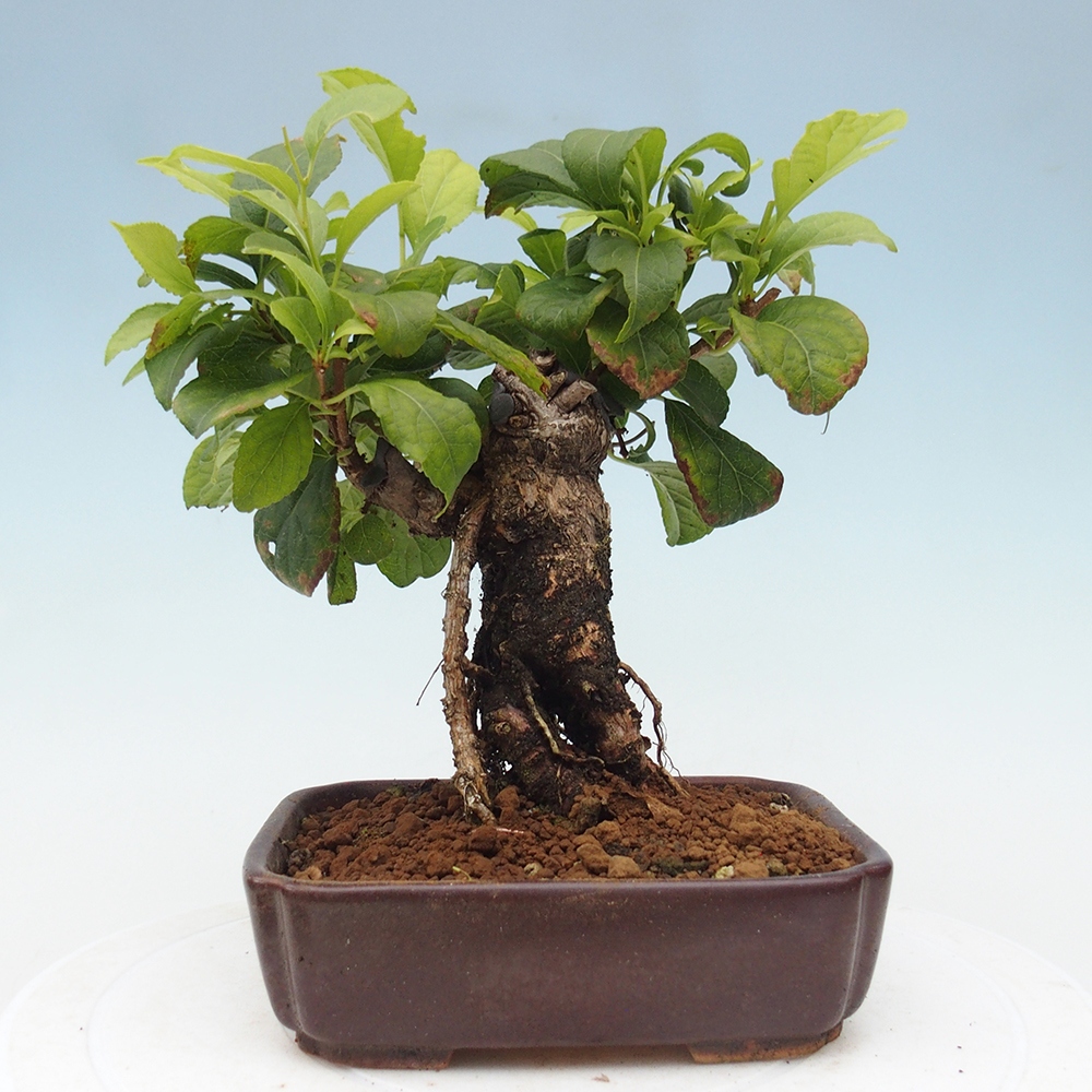 Venkovní bonsai - Celastrus  orbiculatus - Jesenec okrouhlolistý