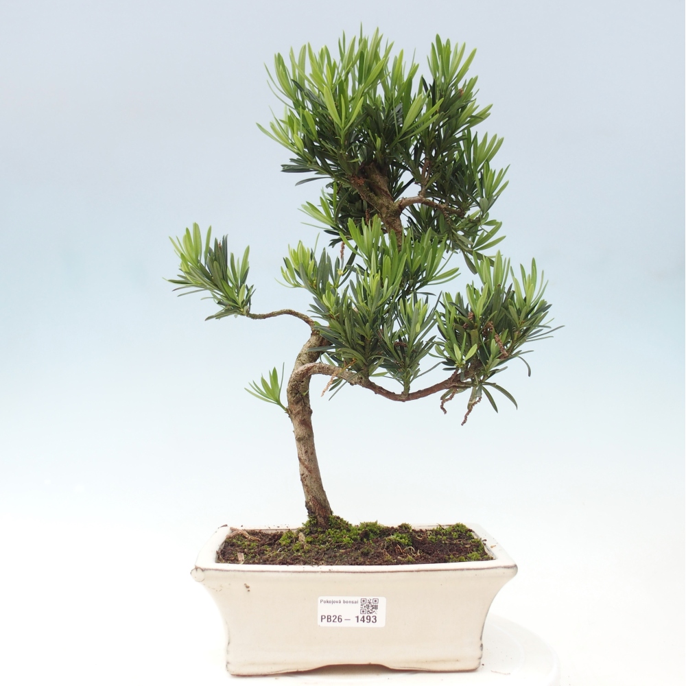 Pokojová bonsai - Podocarpus - Kamenný tis