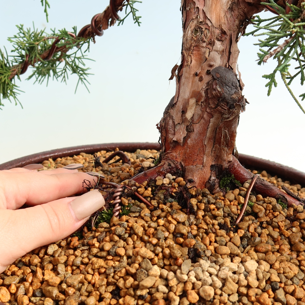 Venkovní bonsai - Juniperus chinensis Kishu -Jalovec čínský