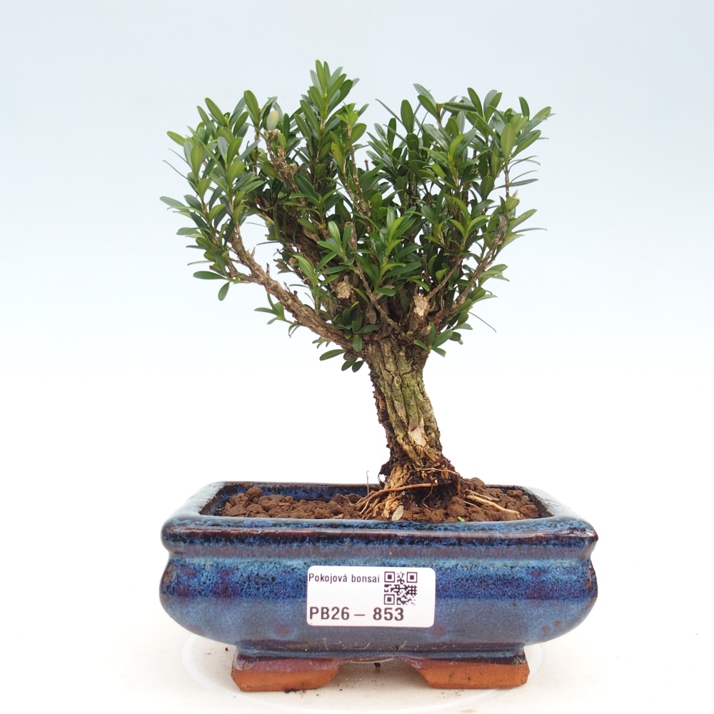 Pokojová bonsai - Buxus harlandii -korkový buxus