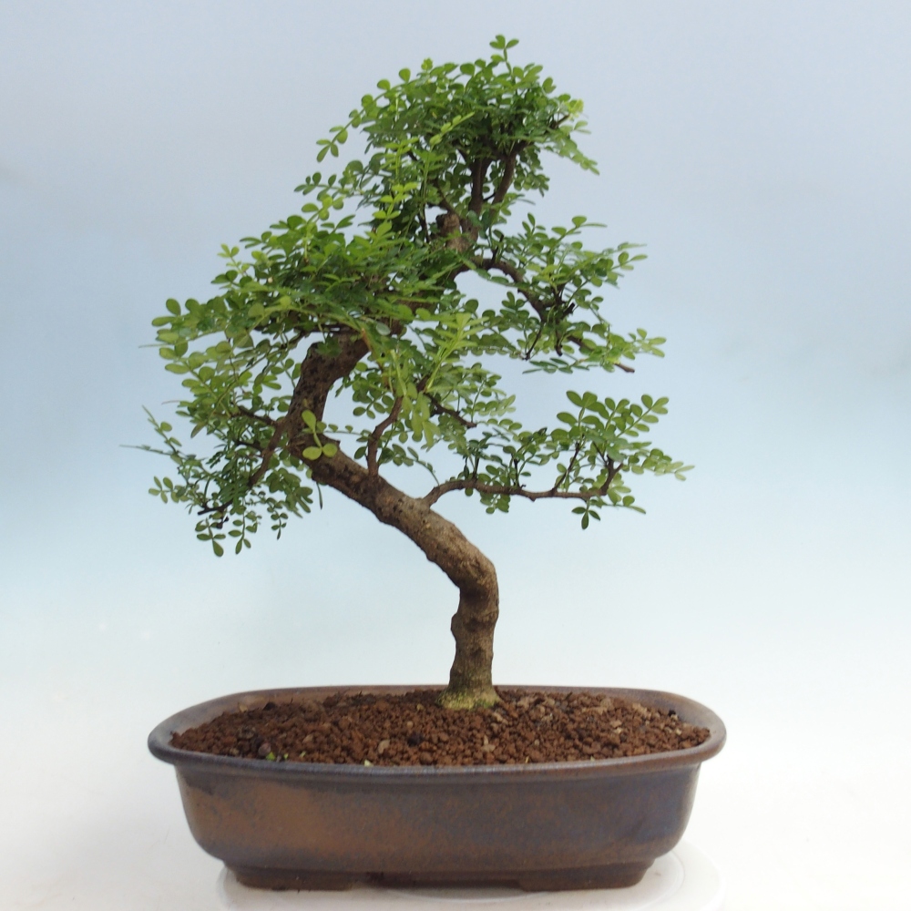 Pokojová bonsai - Zantoxylum piperitum - pepřovník