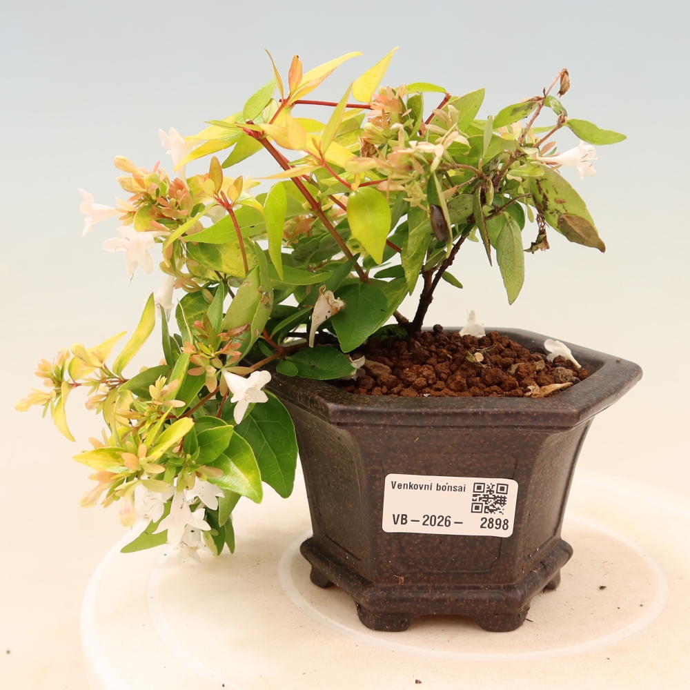 Venkovní bonsai - Abelia gr. Kleidoscope - Abélie velkokvětá