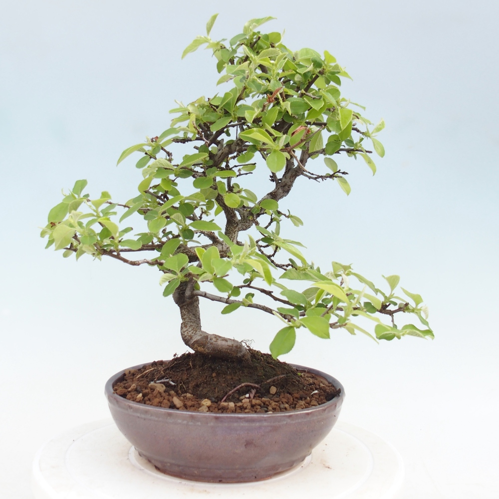 Venkovní  bonsai -  Chaneomeles chinensis - Kdoulovec čínsky