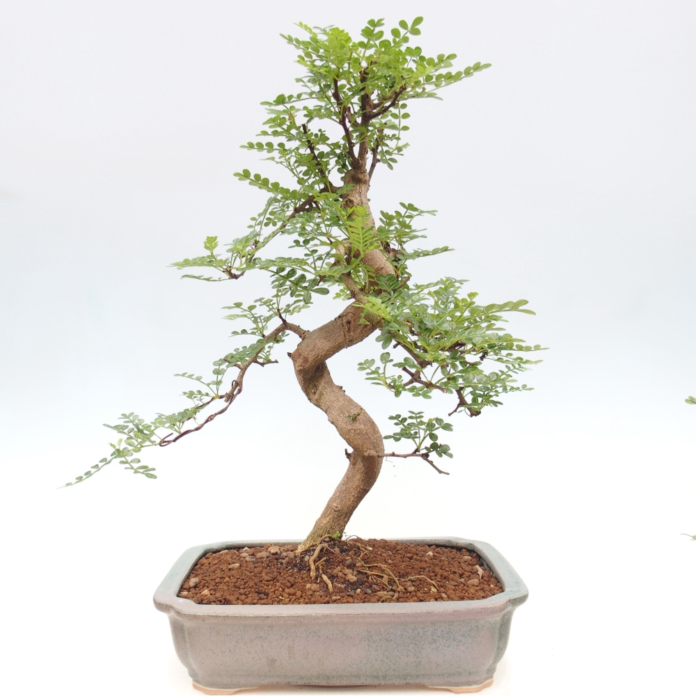 Pokojová bonsai - Zantoxylum piperitum - pepřovník